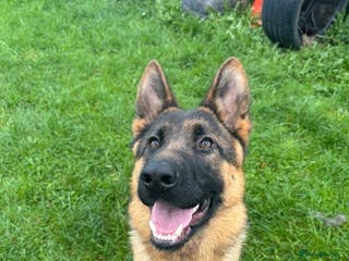 German Shepherd dogs Stunning male German shepherd pup - Advert 9