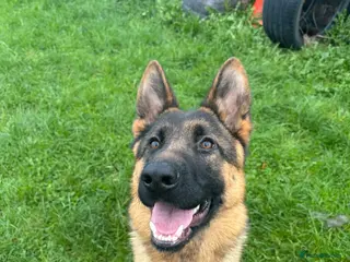 German Shepherd dogs Stunning male German shepherd pup - Advert 12