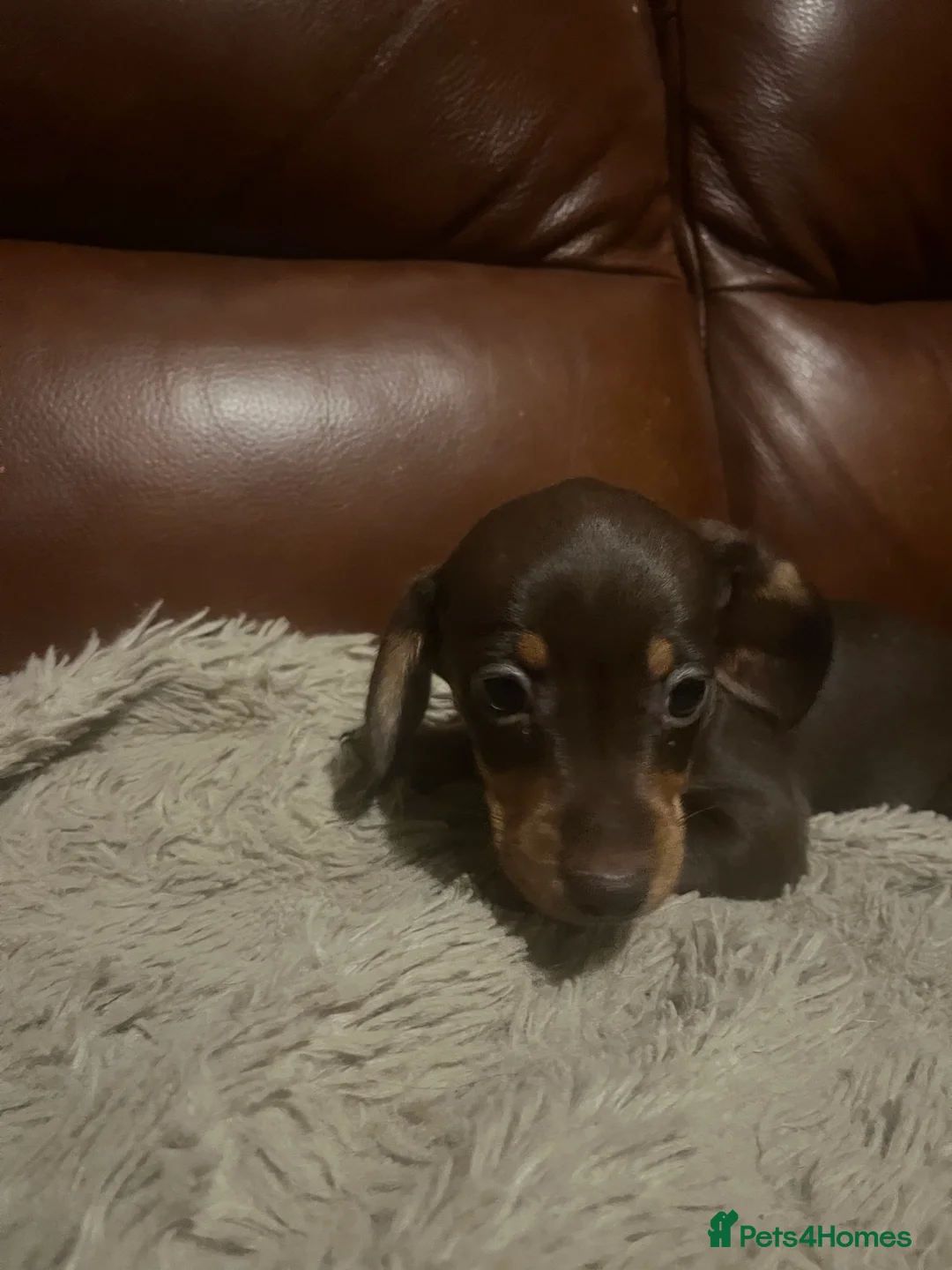Miniature Dachshund dogs for sale: miniature dachshunds - Advert 6