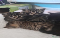 Mixed Breed cats for sale: Playful & cuddly Tabby-Bengal-Mix Kittens £200 - Image 36
