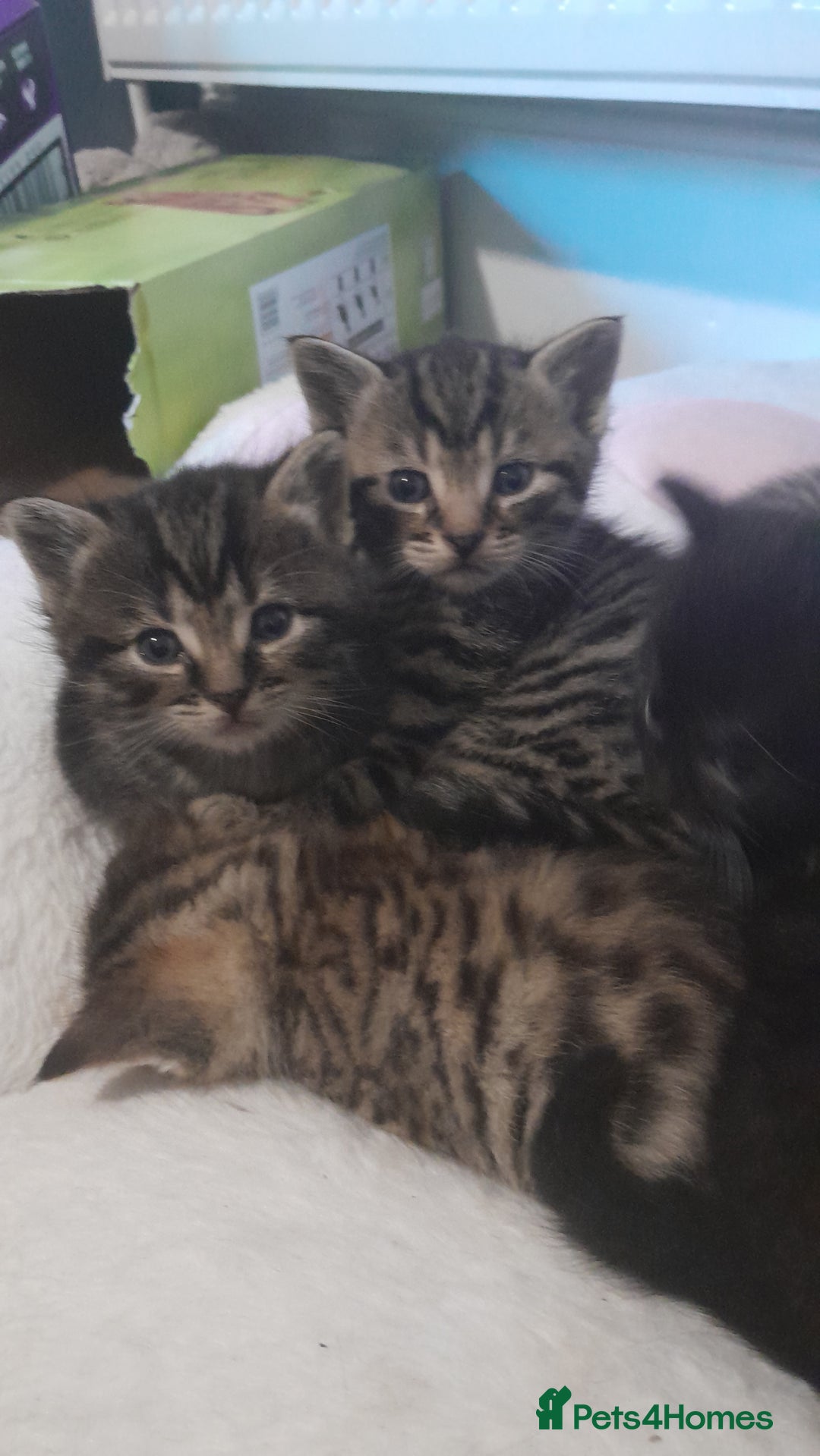 Mixed Breed cats for sale: Playful & cuddly Tabby-Bengal-Mix Kittens £200 - Image 36