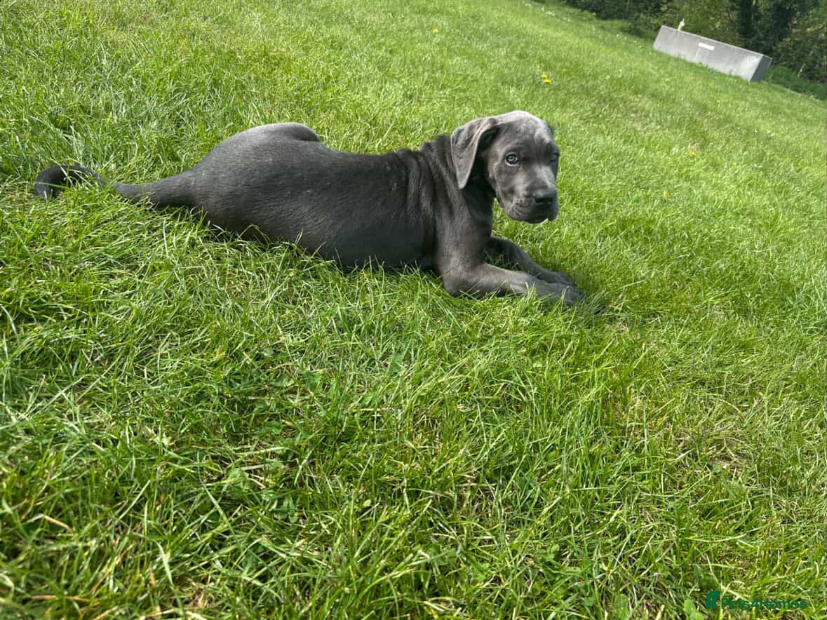 Cane Corso dogs Pure Cane Corso For Sale - Advert 1