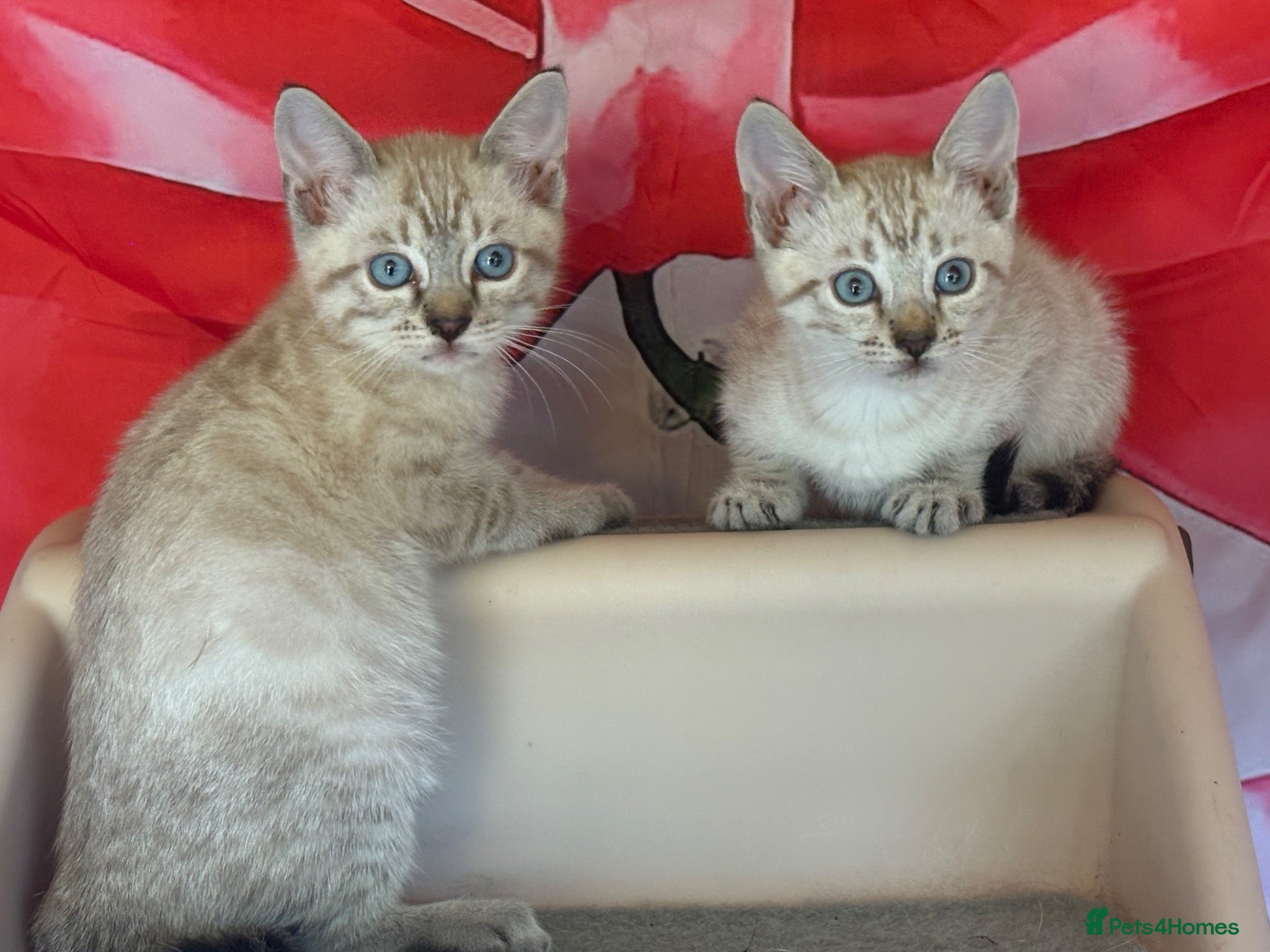 Bengal cats Blue eyed snow bengals  - Advert 14