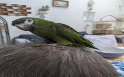 Macaws birds for sale: Ara Hahna red shouldered macaw tamed babies - Image 6