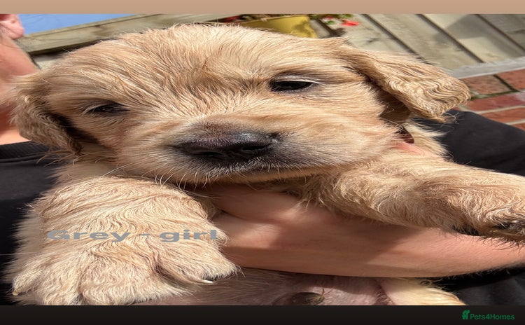 Golden Retriever dogs - Advert 2
