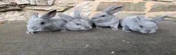 Rex rabbits for sale: Beautiful Baby  Blue mini Rex Rabbits  - Advert 4