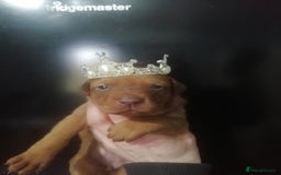Dobermann dogs for sale: Doberman for sale ready now  - Image 4