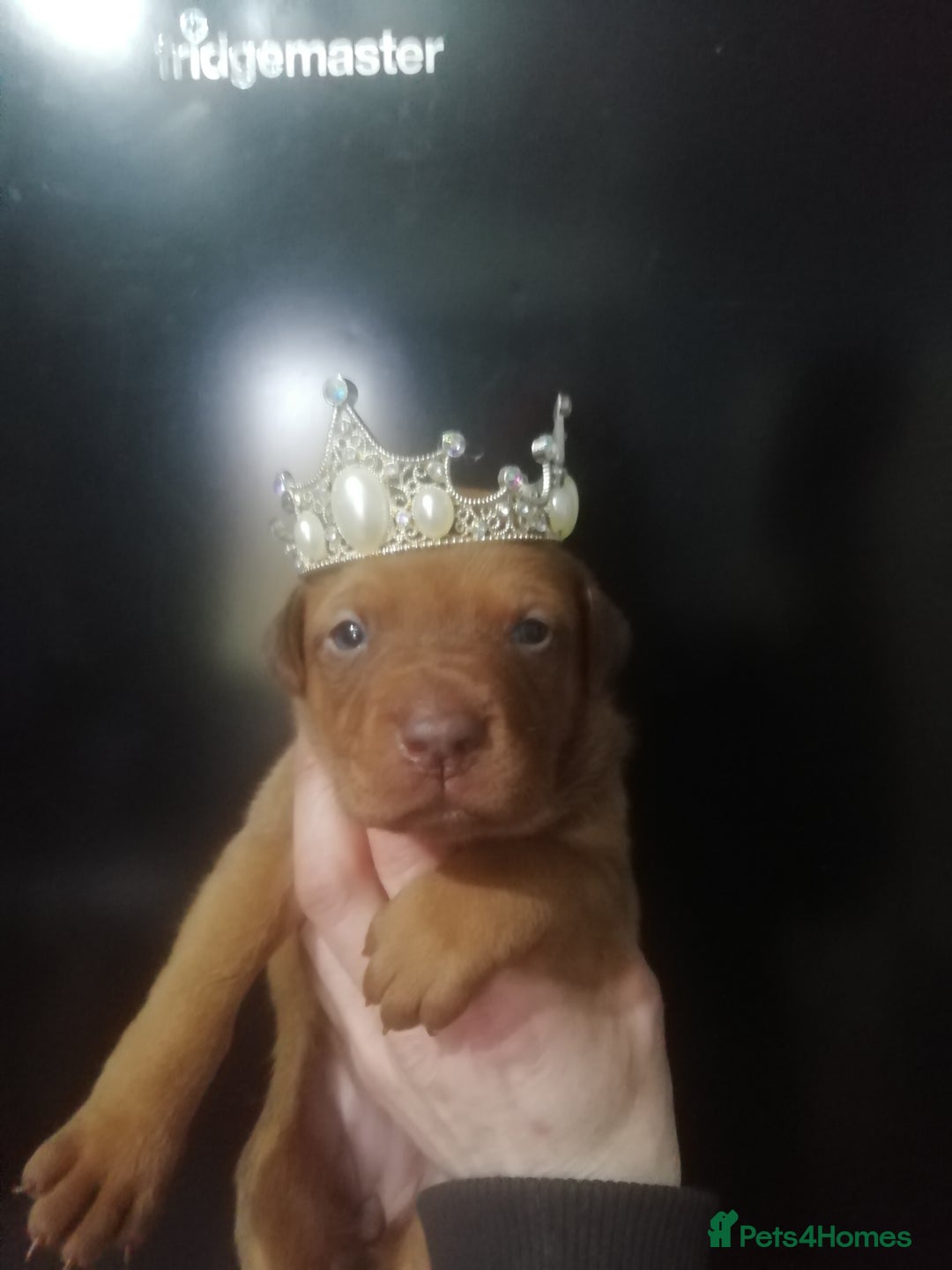 Dobermann dogs for sale: Doberman for sale ready now  - Image 4
