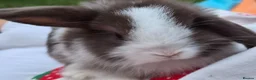 English Lop rabbits for sale: Baby rabbits  in Billericay - Advert 3