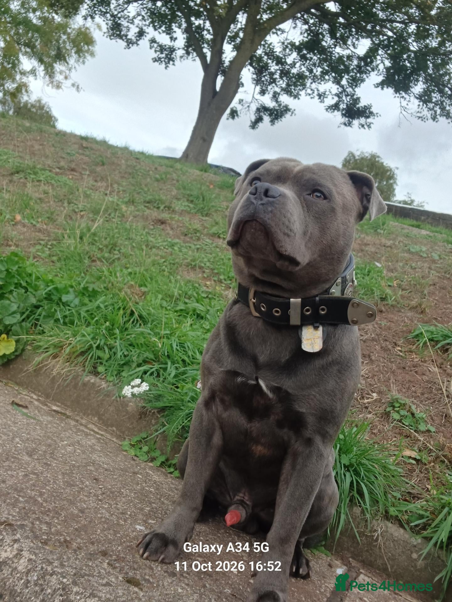 Staffordshire Bull Terrier dogs for stud: Zeus for stud, stunning fully kc blue staffy boy  - Advert 12