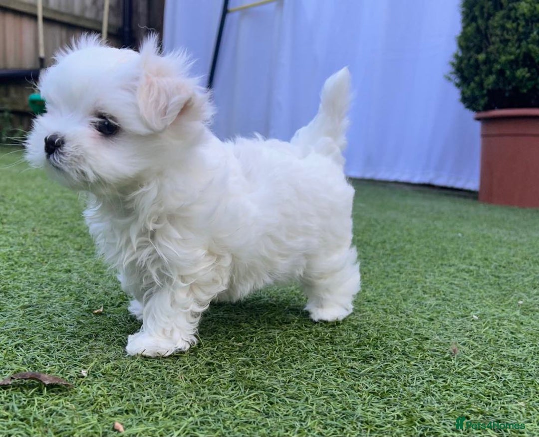Maltese dogs for sale: Mini Maltese puppies  - Image 11