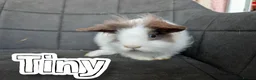 Lionhead rabbits for sale: Fluffy BE Lionhead Rabbits for Sale  - Advert 4
