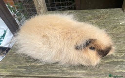 Guinea Pig rodents for sale: Lovely friendly Swiss sow - Image 4