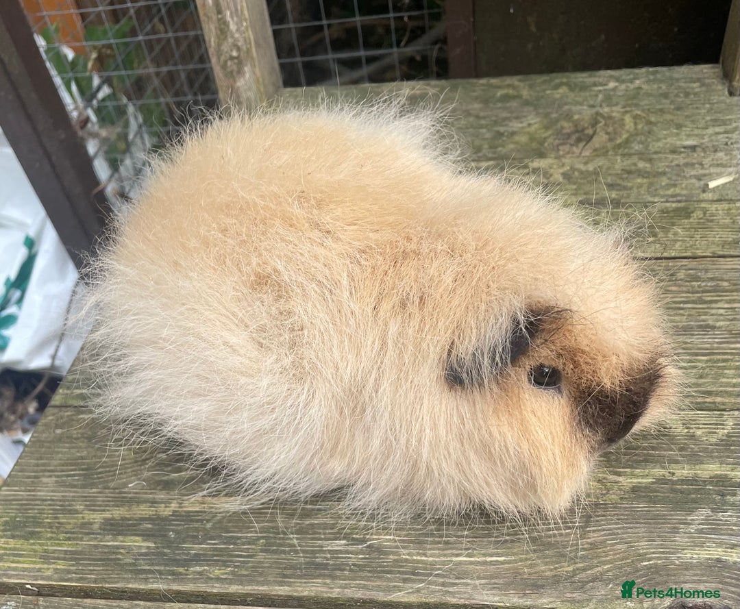 Guinea Pig rodents for sale: Lovely friendly Swiss sow - Image 4