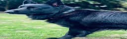 German Shepherd dogs for sale: Black German shepherd  - Advert 10