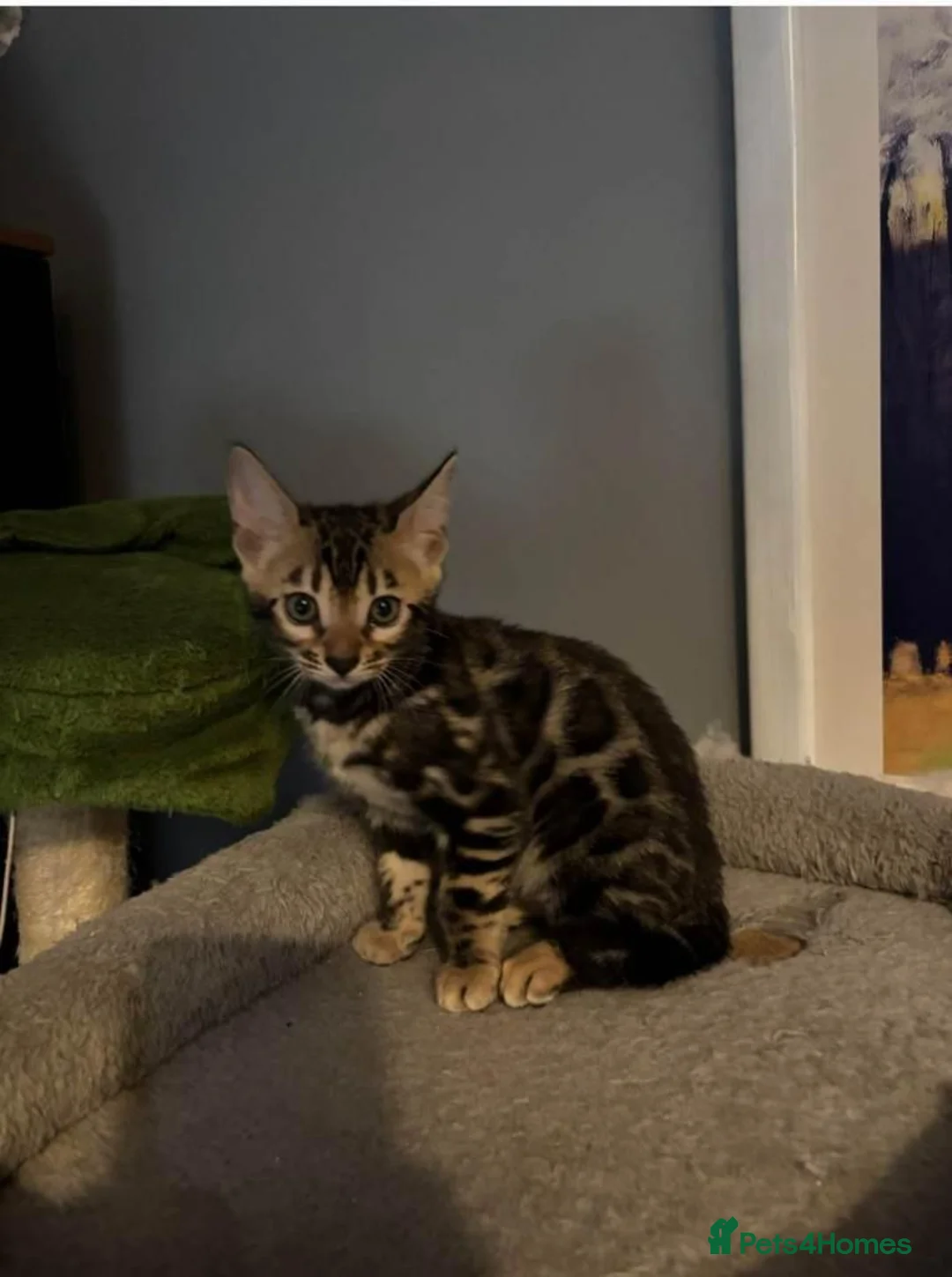 Bengal cats for sale: Bengal kittens for sale  in London - Advert 2