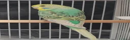 Budgerigars birds for sale: Beautiful Baby Budgies  - Advert 11