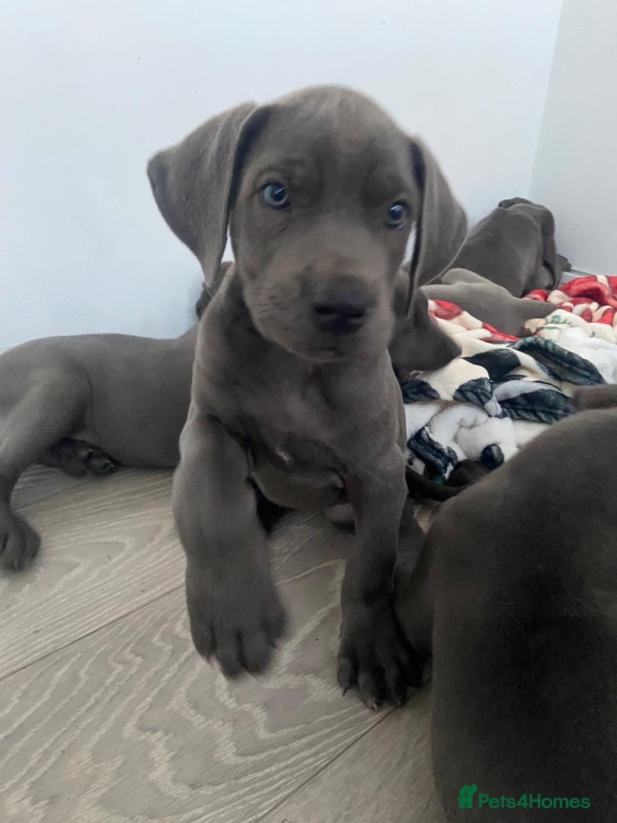 Great Dane dogs Blue Great Dane puppies  - Advert 4
