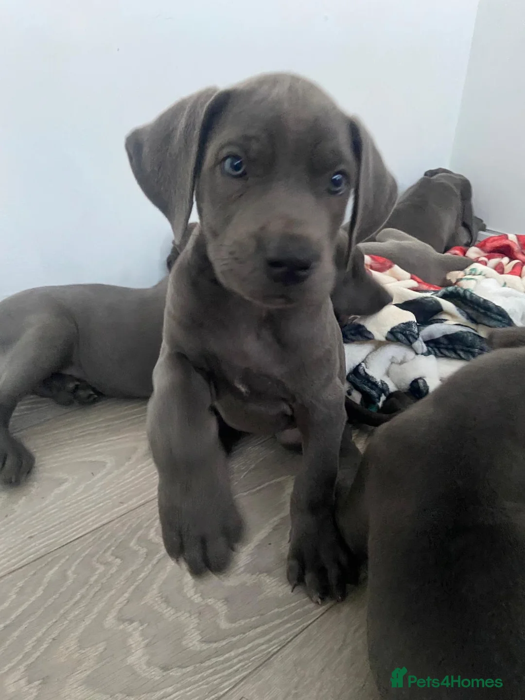 Great Dane dogs for sale: Blue Great Dane puppies  - Advert 1