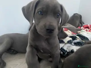 Great Dane dogs Blue Great Dane puppies - Advert 4