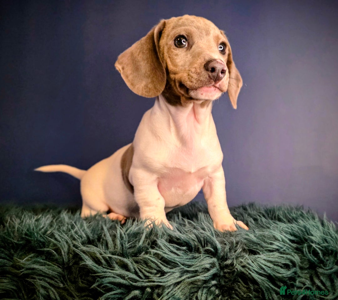 Dachshund dogs for sale: KC Registered Shorthaired dachshunds  - Advert 33