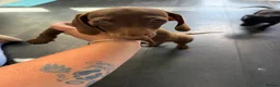 Dachshund dogs for sale: Beautiful Dachshund Puppies - Advert 6