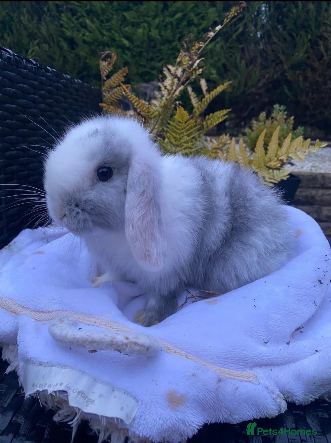 Mini Lop rabbits for sale: Gorgeous minilops for sale  - Advert 9
