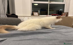 Birman cats for sale: Lilac point Birman female for sale  - Image 3