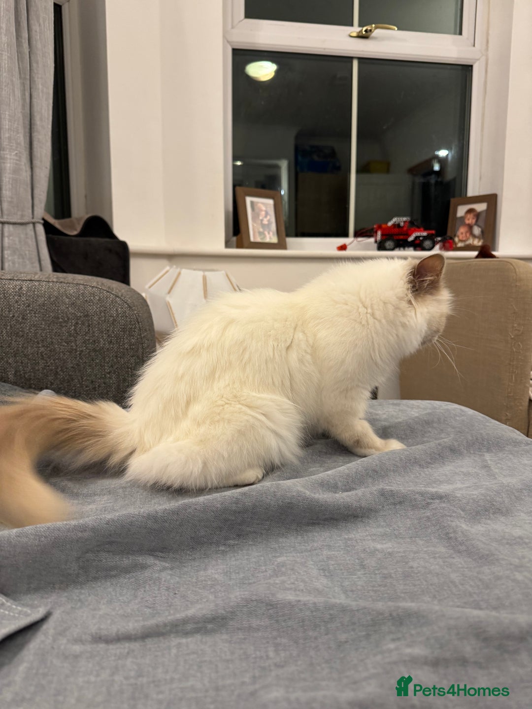 Birman cats for sale: Lilac point Birman female for sale  - Image 3