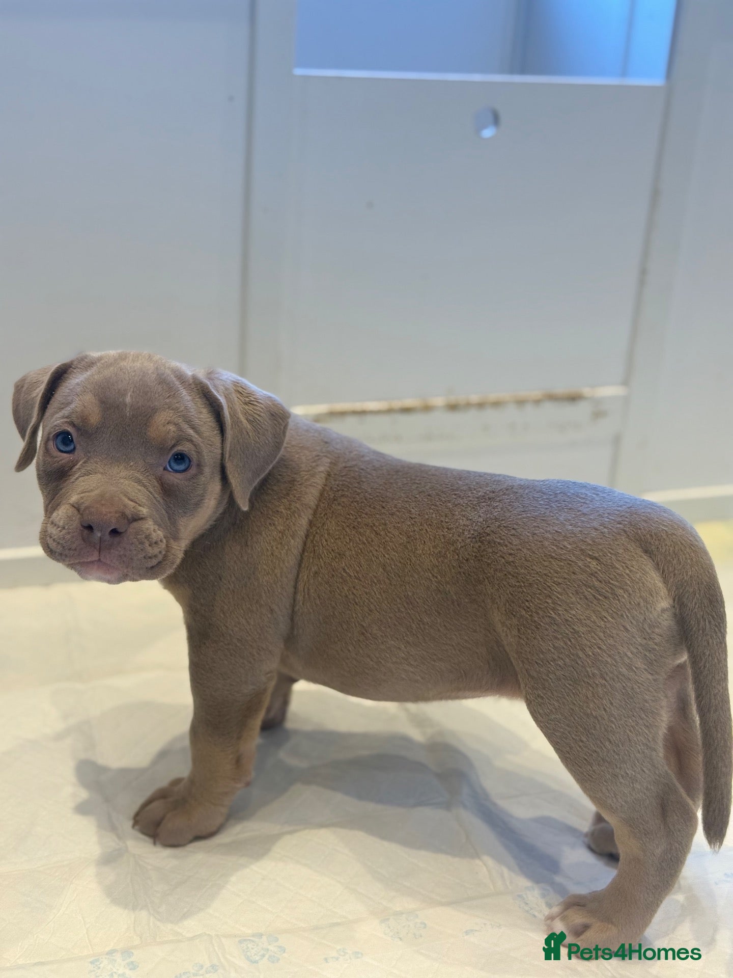 American Bully dogs for sale: Quality American Pocket Bully Pups - Advert 2