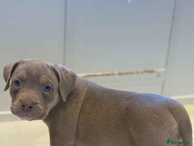 American Bully dogs for sale: Quality American Pocket Bully Pups - Advert 2