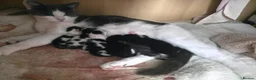 Mixed Breed cats for sale: 5 kittens - Advert 1