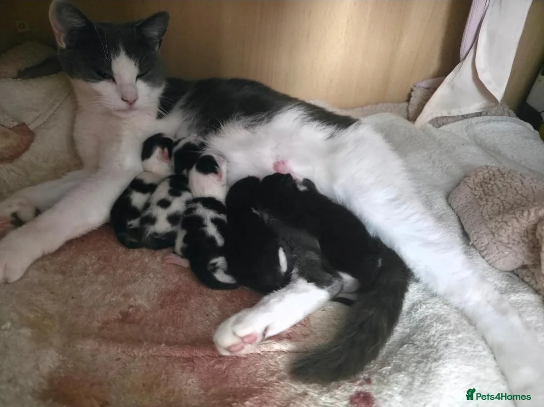 Mixed Breed cats for sale: 5 kittens - Advert 1