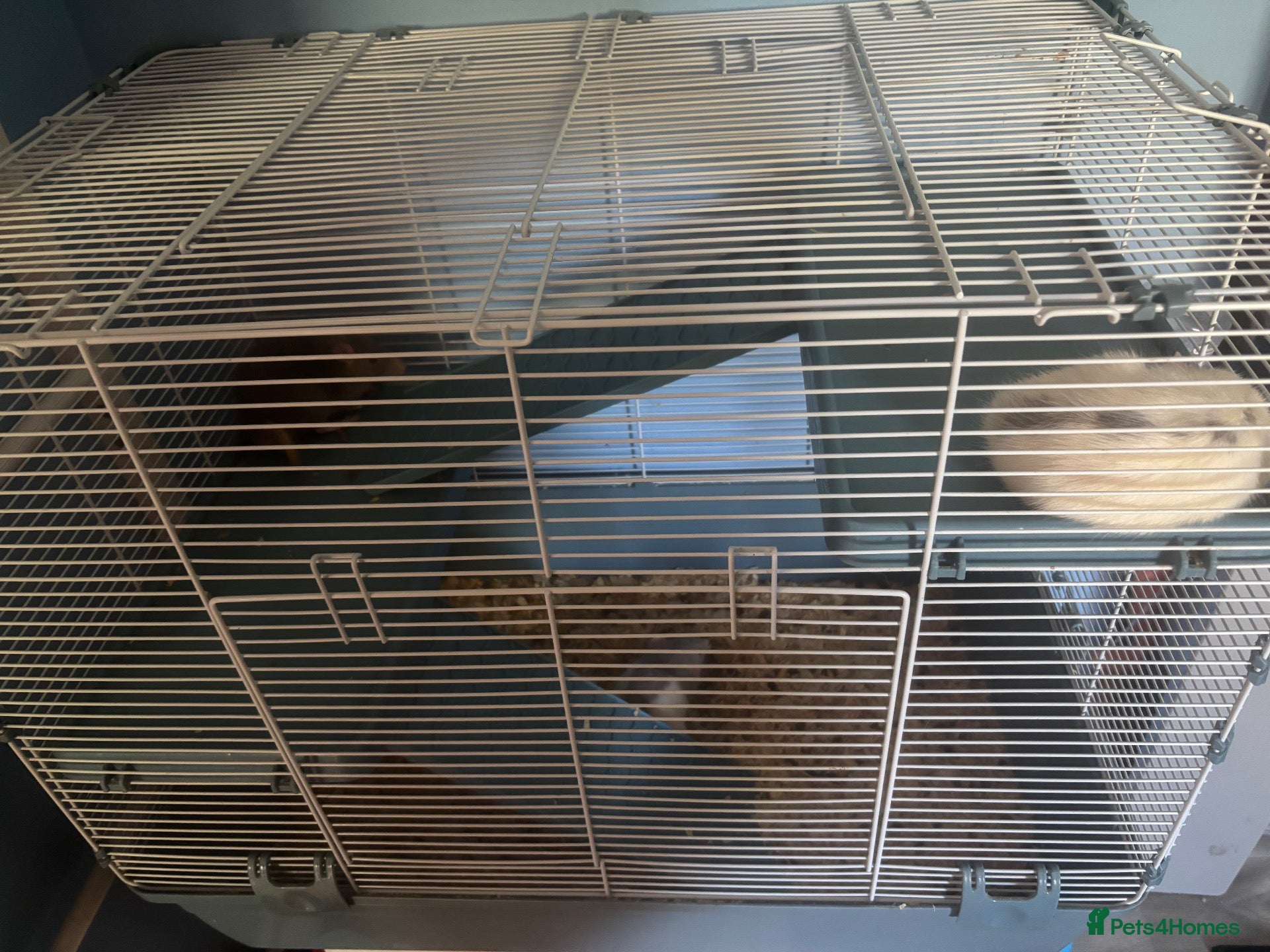 Rat rodents 3 male rats  - Advert 1