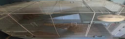Rat rodents for sale: 3 male rats  in Hull - Advert 1