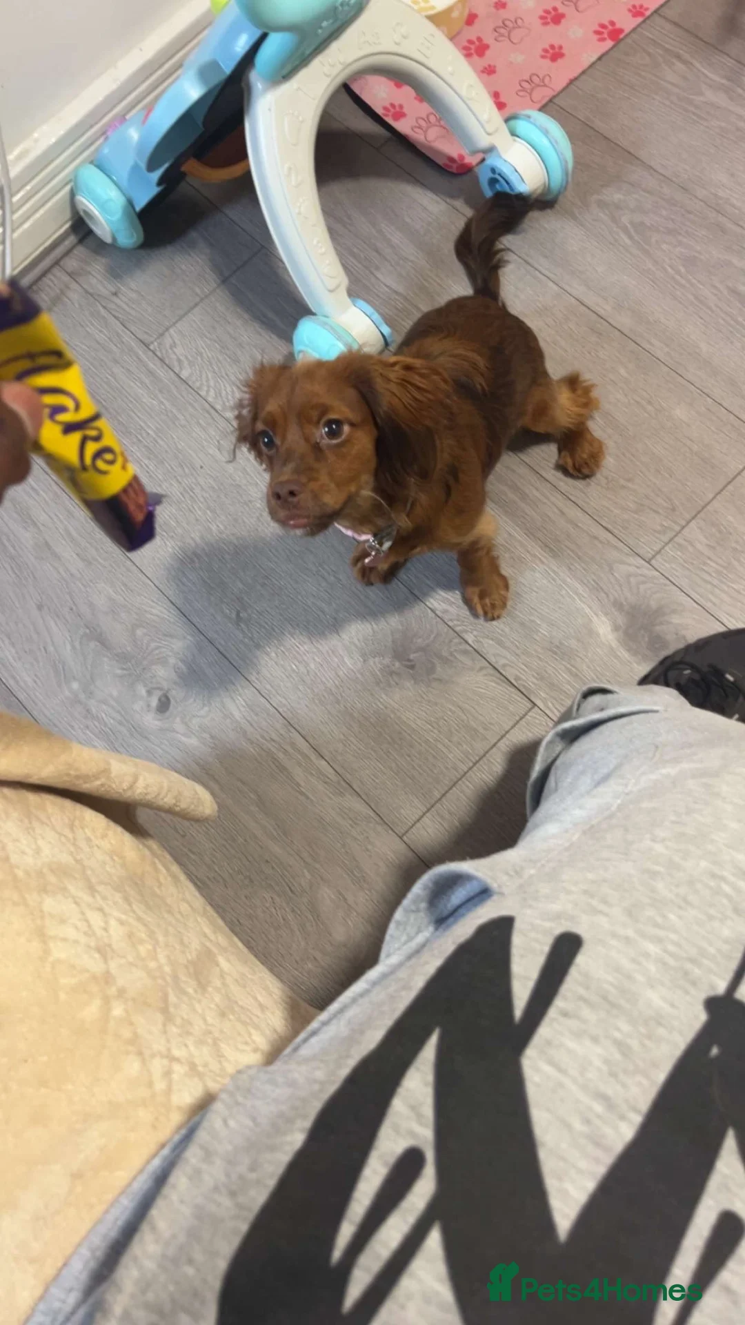 Doxiepoo dogs for sale: Lady - 6 month old puppy for sale - Advert 2