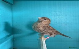 Canaries birds for sale: Young canaries  - Image 9