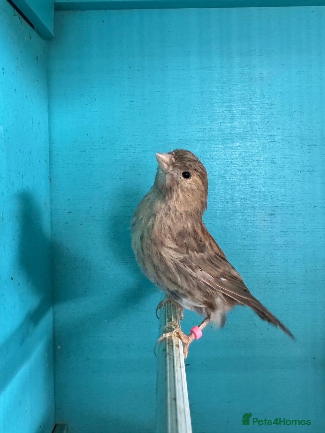 Canaries birds for sale: Young canaries  - Image 9
