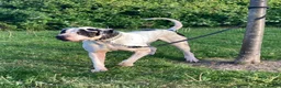 Mastiff dogs for sale: bully kutta male - Advert 11