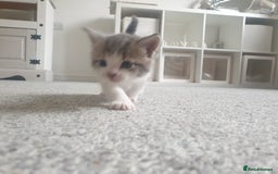 Russian Blue cats for sale: Beautiful male kitten  - Image 14