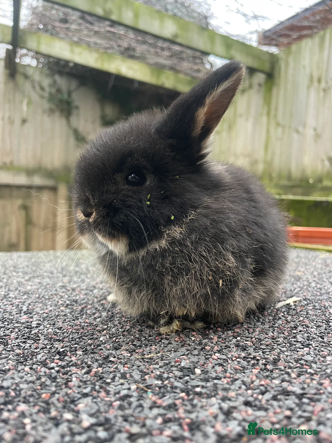 Mini Lop rabbits for sale: X2 Stunning does looking for their for ever home - Advert 5