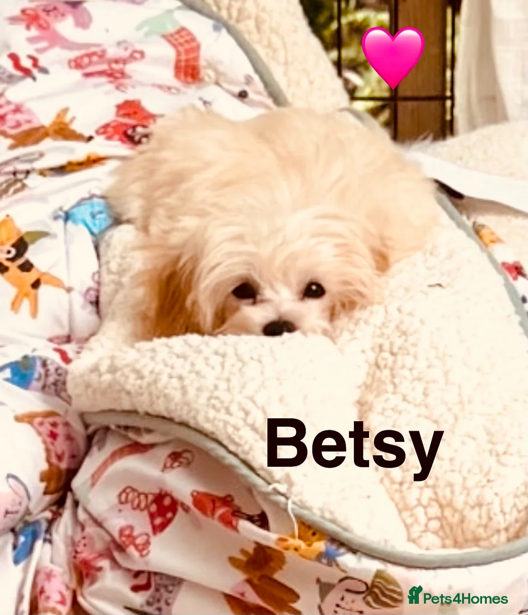 Maltipoo dogs for sale: * Sweet Korean Maltipoo Girl * - Advert 1