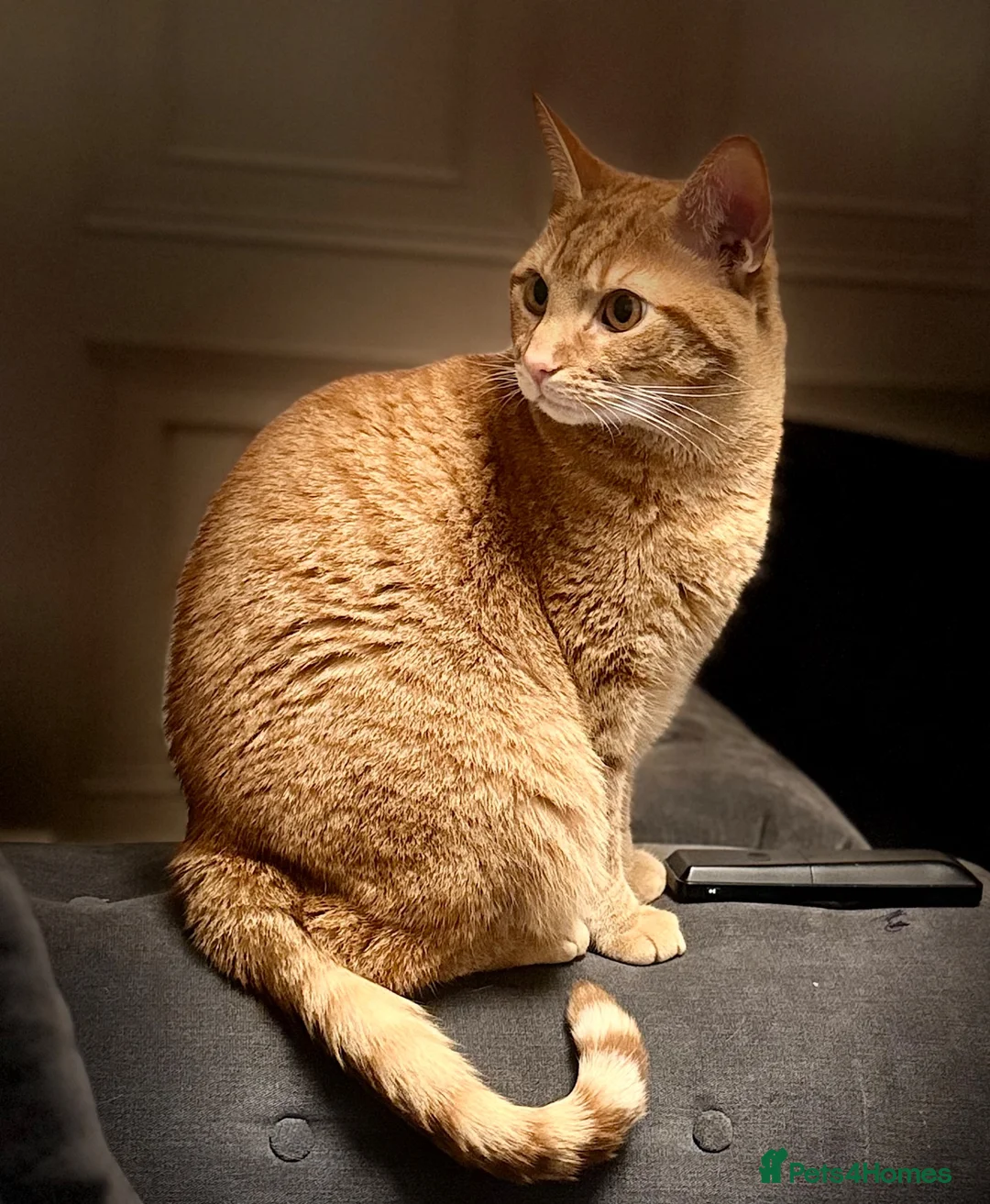 Mixed Breed cats for sale: Boy cat  - Advert 5