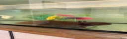 Axolotl reptiles for sale: 2 x large adult female axolotls  - Advert 2