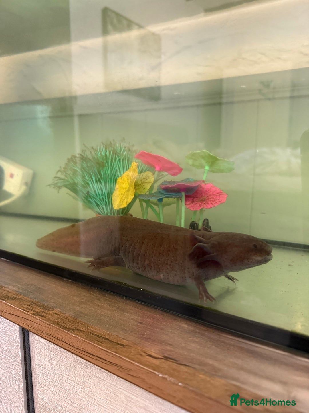 Axolotl reptiles for sale: 2 x large adult female axolotls  - Advert 2