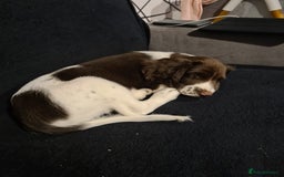 English Springer Spaniel dogs for sale: Marley - Image 3