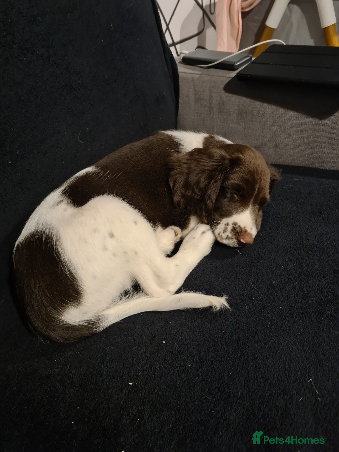 English Springer Spaniel dogs for sale: Marley - Image 3