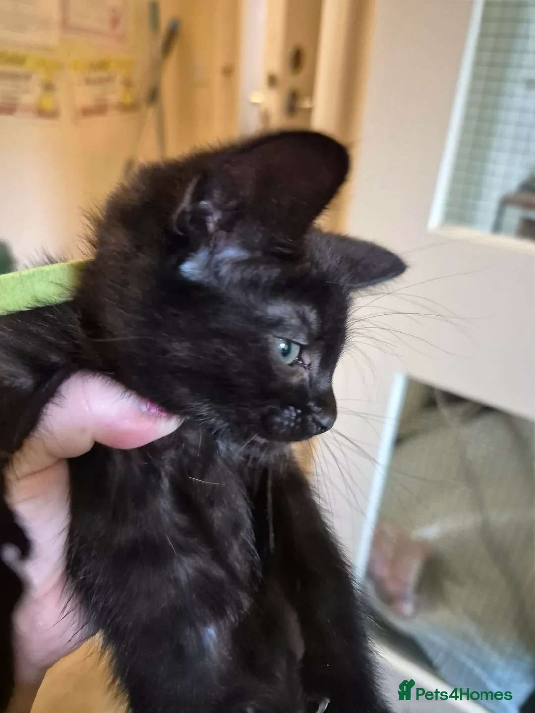 Mixed Breed cats for sale: Tabby/maine coon in Ossett - Advert 7