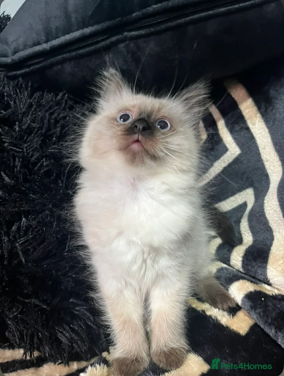 Ragdoll cats for sale: Pure ragdoll kitten - Advert 1