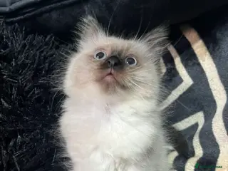 Ragdoll cats Pure ragdoll kitten - Advert 1